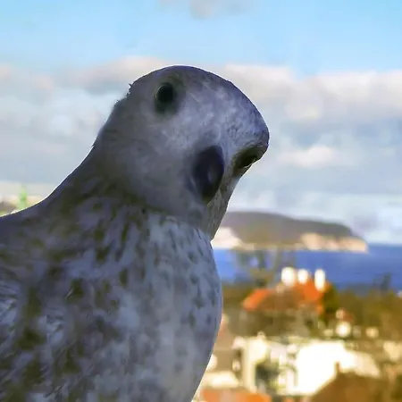 Przy Plazy Z Widokiem Na Morze *